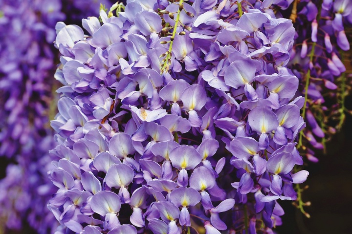 wisteria-4213989_1280