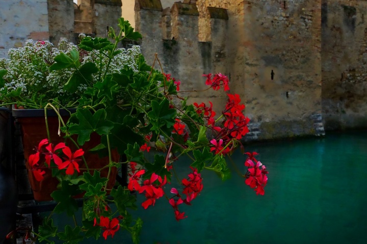 geraniums-3603461_1280