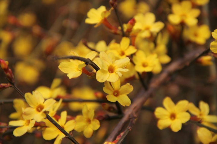 winter-jasmine-416286_1280