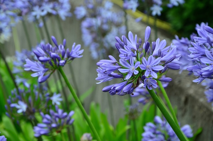 agapanthus_szerelemvirg