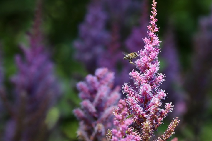 bee-6632555_1280