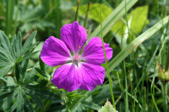 cranesbill-3098538_1280