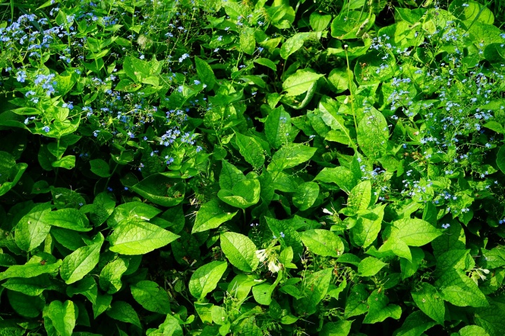 forget-me-not-1365864_1280