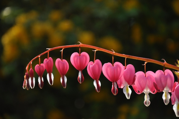 heart-of-mary-722561_1280