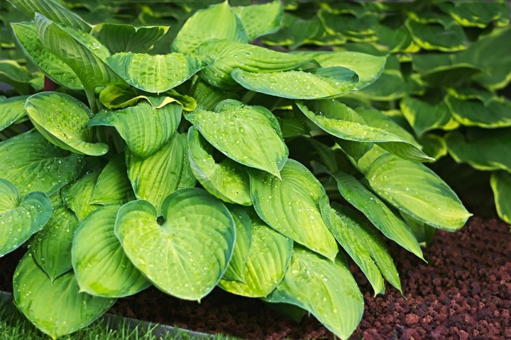 plantain-lily-2370852_1280