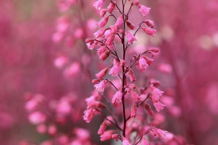 purple-bells-6325780_1280