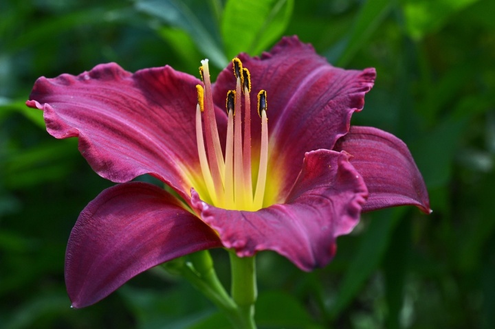 daylily-1530708_1280