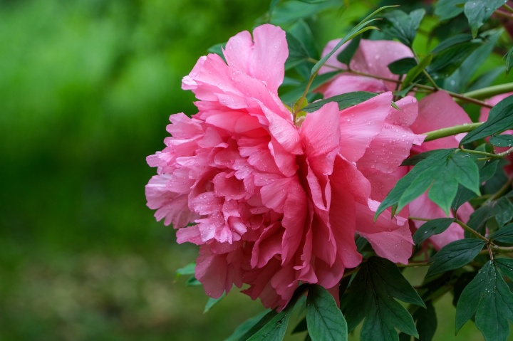 flower-7204251_1280