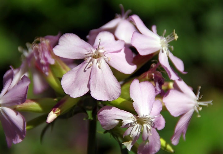 flowers-5547020_1280