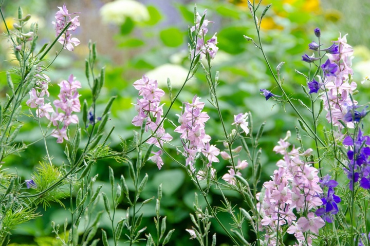 ordinary-field-larkspur-5402003_1280