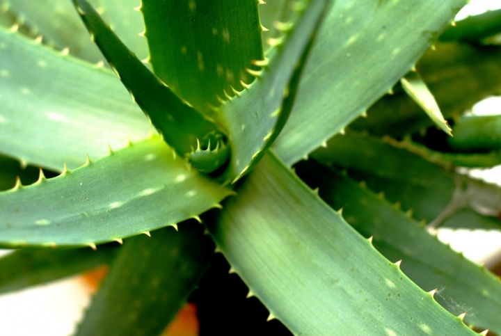 aloe-vera-2623317_1280