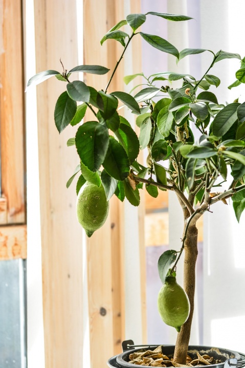 lemon-tree-2111048_1280