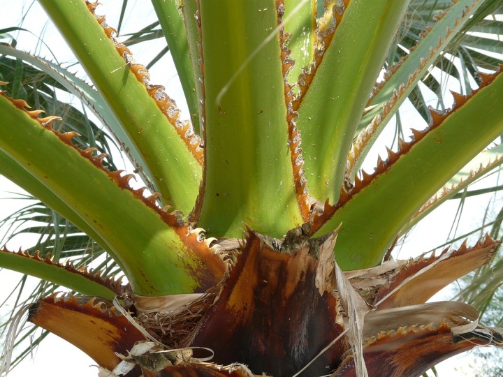 petioles-64597_1280