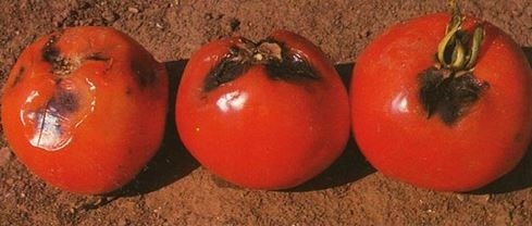 paradicsomkalciumhiany
