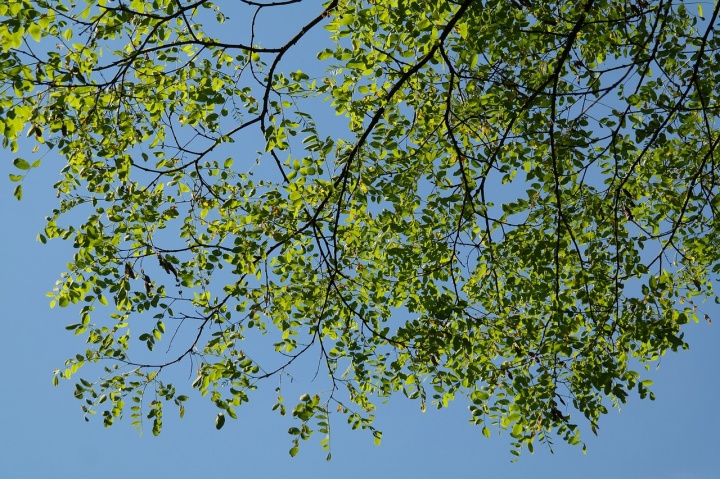 leaves-141573_1280