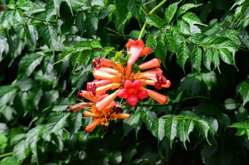 trumpet-honeysuckle-3539657_640