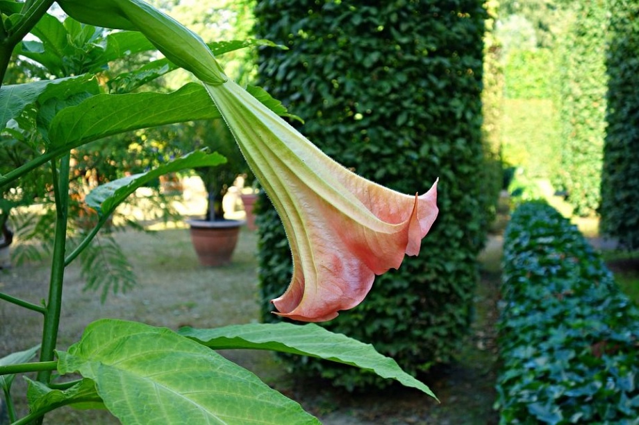 angyaltrombita_brugmansia