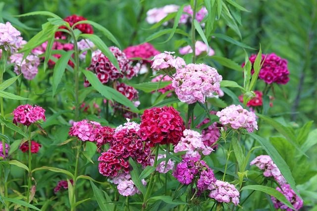 torokszegfu_dianthus_barbatus