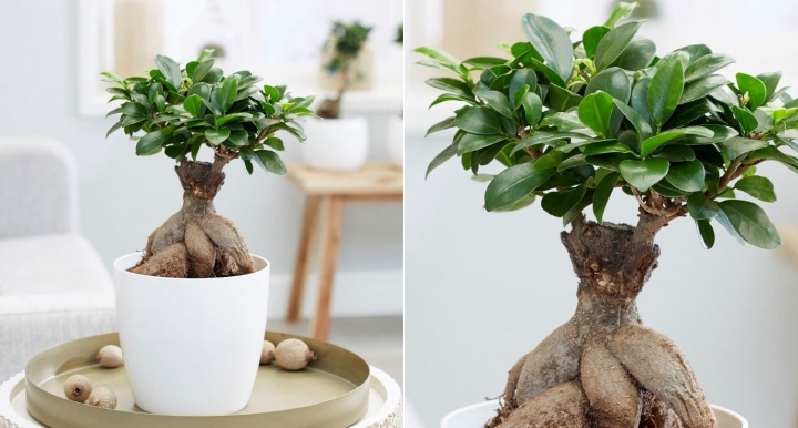 fikusz_bonsai fikusz_bonsai