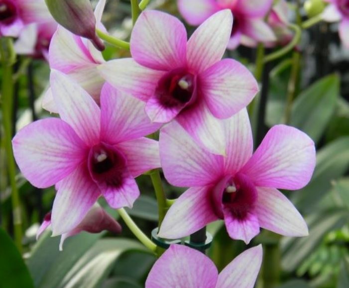 dendrobium_phalaenopsis_hibrid