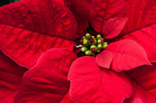 poinsettia-225325_640