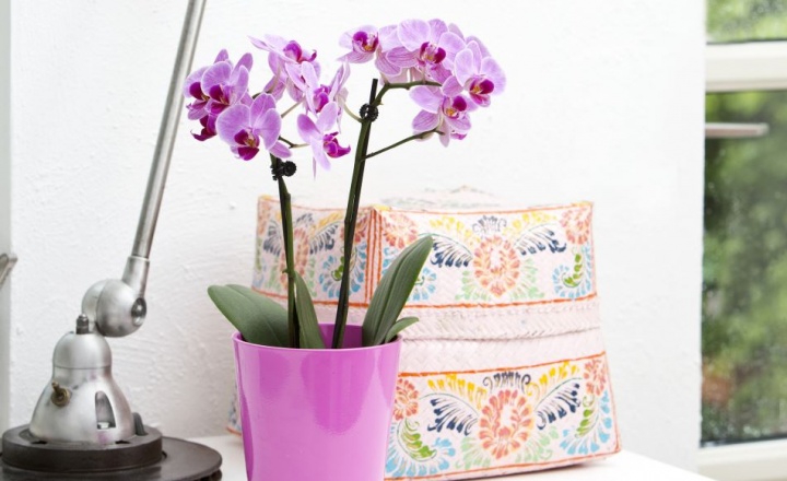 lepkeorchidea_phalaenopsis lepkeorchidea_phalaenopsis