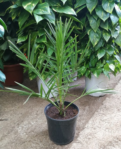 fonix_palma fonix_palma