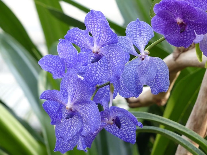 vanda_orchidea_gondozasa