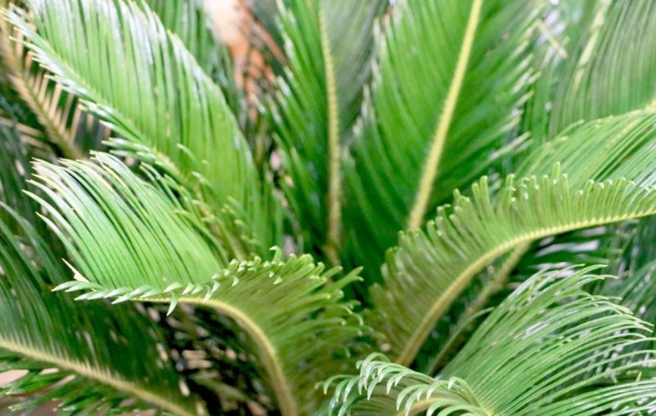 cikasz_cycas_palma