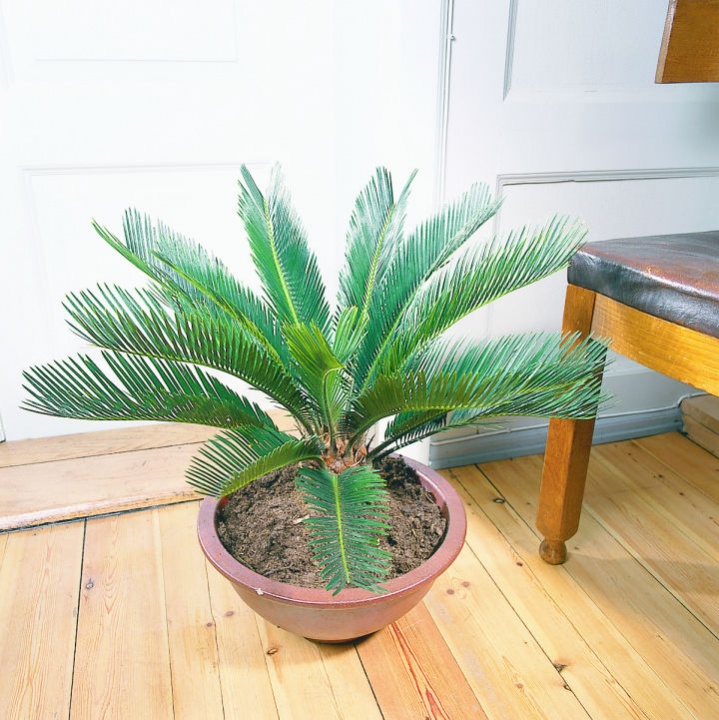 cycas_palma_szobanoveny_gondozasa