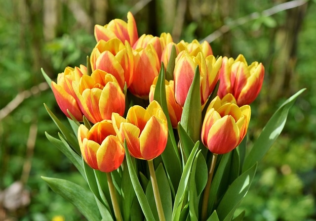 tulip-3316489_640