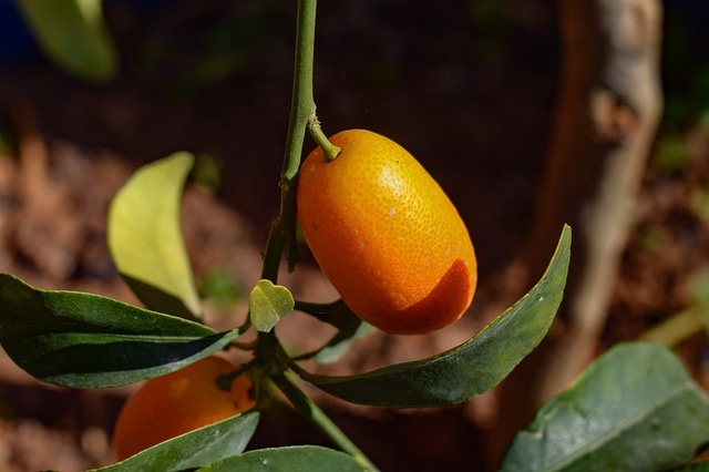 kumquat-3302639_640