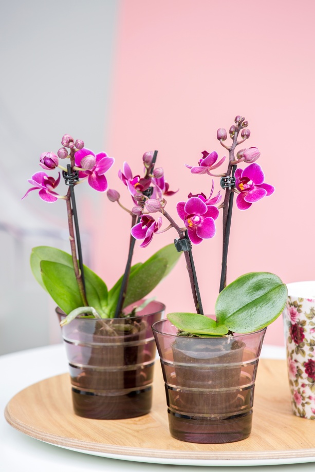 phalaenopsis_mini_