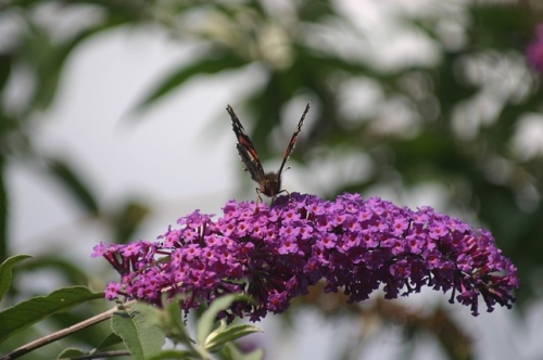 buddleja-1328373_640