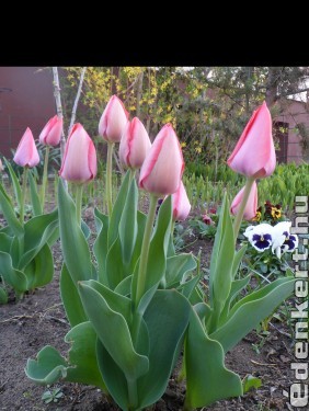 Kertem részlete tulipánjaimmal, árvácskáimmal.
