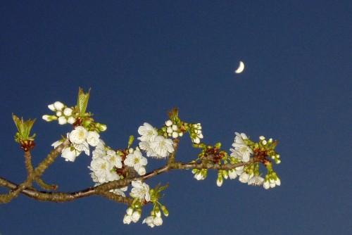 Cseresznyevirág és a Hold