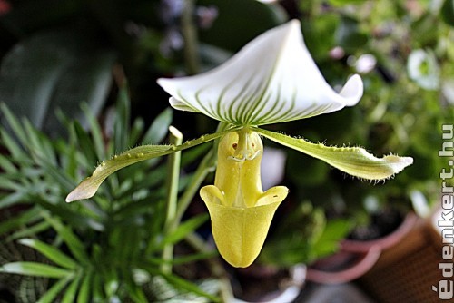 Kancsó orchidea