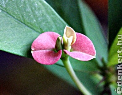 Euphorbia virága