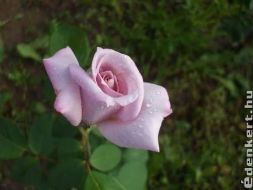 Halványlila rózsám
