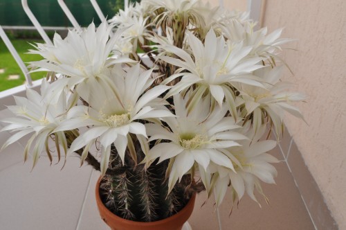 Kaktuszom virága(i)