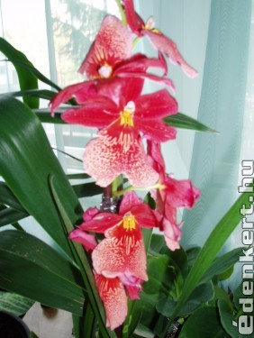 Illatos orchideám