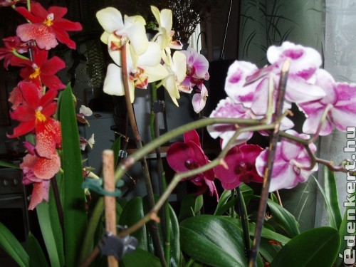 Orchideáim teljes pompában