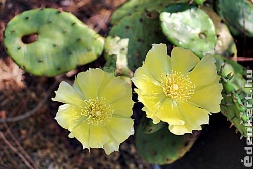Medvetalp kaktusz virága