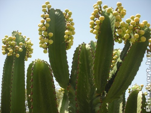 Kaktuszcsoda
