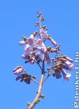 császárfa virága