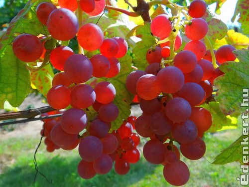 Saszla szőlő