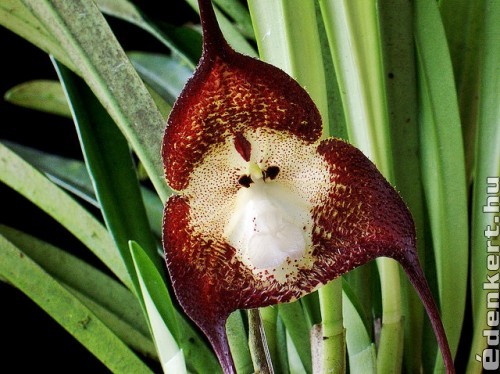 Majom orchidea