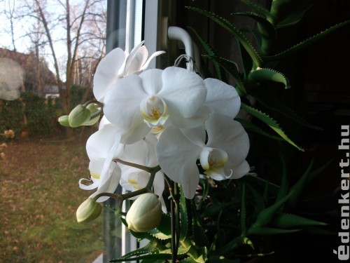 Orchidea és Aloe Vera