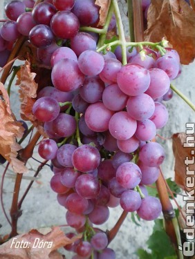 Kedvenc szőlőm:-)