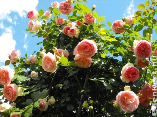 Égbetörő Pierre de Ronsard rózsa